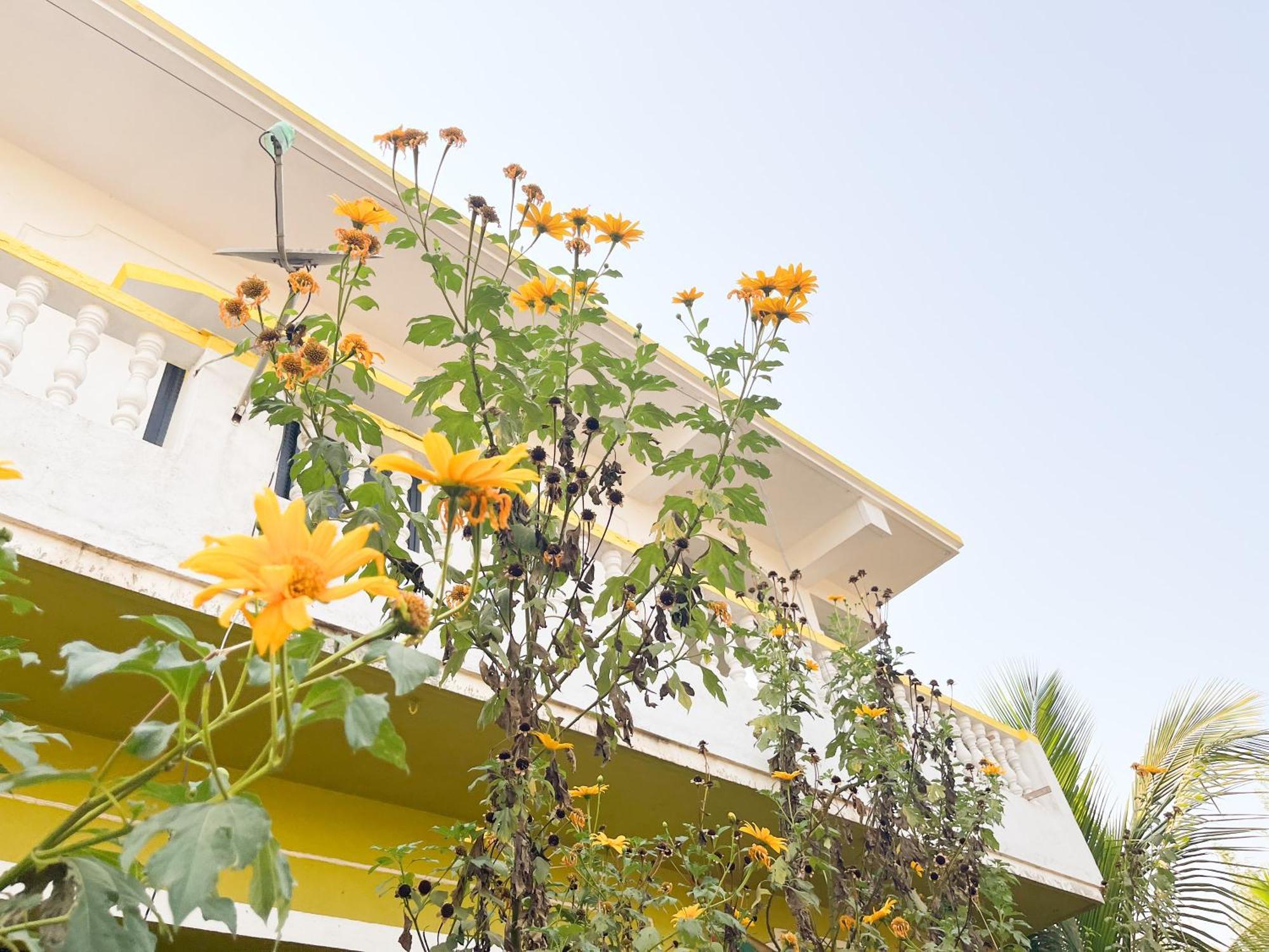 Evaddo Homes Mandrem Exterior photo